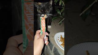 Mixie gets her promised treat Part 4 cats strays animalrescue [upl. by Root]