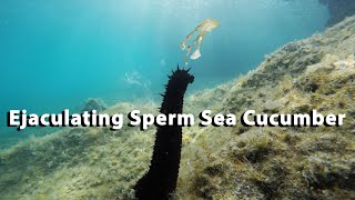 Ejaculating Sperm Sea Cucumber [upl. by Dugald]