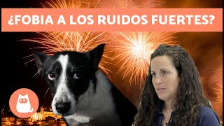 Cómo CALMAR a un PERRO ASUSTADO por RUIDOS FUERTES 🐶🎆 Cohetes Truenos y Fuegos Artificiales [upl. by Macdougall]