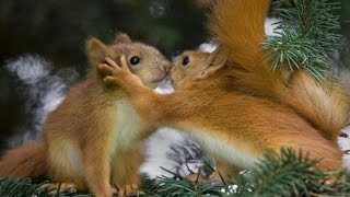 Squirrel Couple squirrel hamsterbabies animals funnyanimals funnyanimalvideos animalbattles [upl. by Evol]