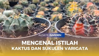 Mengenal Istilah Varigata pada Tanaman Kaktus dan Sukulen 🌵 [upl. by Lorri923]