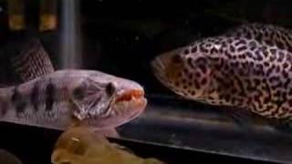 Wolffish vs Jaguar Cichlid [upl. by Attena281]