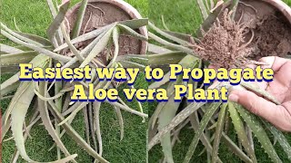 Easiest way to propagate Aloe vera Pups  how to transplant Aloe vera babies Gardeningandmuchmore [upl. by Agnizn]