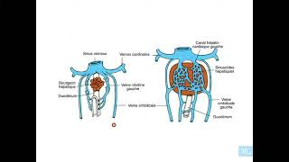 9  Embryologie de système veineux Partie 1 [upl. by Leaj522]