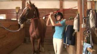 Horse Care amp Buying Tips  How to Choose a Thoroughbred Horse [upl. by Occer]