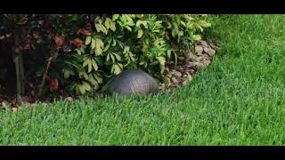 Good day Mr Armadillo [upl. by Ayotak]