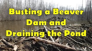 Busting a Beaver Dam and Draining the Pond [upl. by Stricklan]