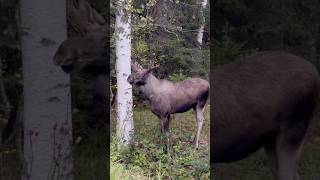 “JawDropping Moose Encounter Up Close”wildlifemooseanimalsswedennatureshortsviralvideo [upl. by Nwahsit]