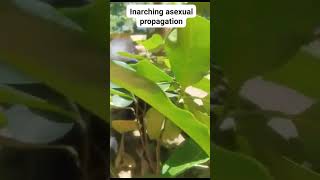 Inarchingasexual propagation of EVIARC Jackfruits [upl. by Deanna209]