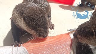 Otter Odashi amp Otsuyu Happy 5th Birthday [upl. by Atnek]