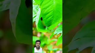 shortvideo 😊 nature [upl. by Lalaj]