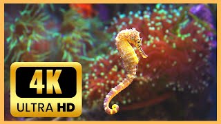 CORAL REEFS amp COLORFUL SEA LIFE  1 HOUR OF UNDERWATER WONDERS  RELAXING SOUND [upl. by Darcy464]