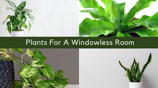 15 Best Indoor Plants For A Windowless Room [upl. by Meng506]