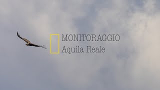 Monitoraggio dellaquila reale [upl. by Lubba471]