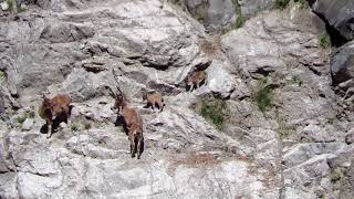 Mountain Mothers Markhor Conservation Jammu amp Kashmir [upl. by Mahgem458]