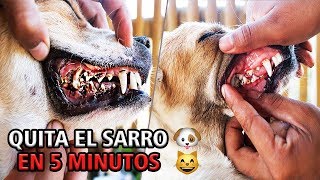 ELIMINA EL SARRO DE TU PERRO EN 5 MINUTOS FÁCIL Y RÁPIDO [upl. by Luebke]