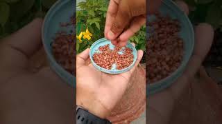 Aaiae Dhaniya Kaise Lagate Hain gardening houseplants youtube shortsvideo [upl. by Beilul]