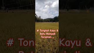 Negeri Kaya amp Makmur Banyak Susu amp Madu  adventure sawah bukit [upl. by Grieve]