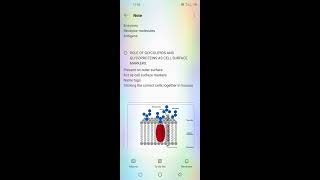 ROLE OF GLYCOLIPIDS AND GLYCOPROTEINS [upl. by Naols]