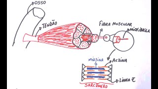 Contração Muscular  Resumo Professor Gustavo Schmidt [upl. by Jann908]