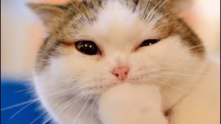 The Internets Cutest Cat Videos [upl. by Annairdna272]