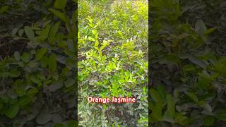 orange jasmine orange jessamine plantsciences plant nature science biology gardening orange [upl. by Derry940]