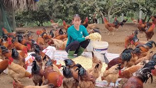 Chicken breeding Roosters need to be fattened to be sold in the market Ep 146 [upl. by Snook]