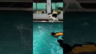 Labradors Enjoy a Splashing Good Time at the Pool [upl. by Polard992]