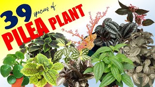 39 PILEA PLANT VARIETIES  HERB STORIES [upl. by Britney]