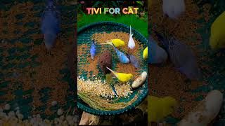 CAT TV Birds And Squirrel Enjoying A Tropical Feast  Relaxing Nature Video 4K yourpet catlover [upl. by Pearlstein]