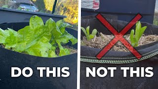 Why Your Lettuce Isnt Growing 5 Mistakes You Might Be Making [upl. by Naletak]