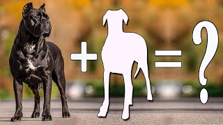 Top 10 Unbelievable Cane Corso Cross Breed  Cane Corso Mix Breeds [upl. by Yatnuhs]