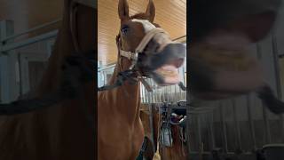 Paco und Melkfett🫱🏻‍🫲🏼😂🐴horse equestrian foryou pferdeliebe funny comedy viral pferd [upl. by Li]