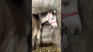 Baby horse finally tastes freedom [upl. by Geller]