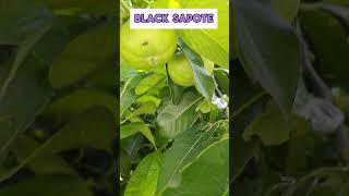 Tropical Black Sapote Fruit Tree with FRUITS fruittrees sapote blacksapote [upl. by Ettezzus]