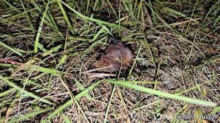 Eastern Red Bat Copulation [upl. by Vardon]