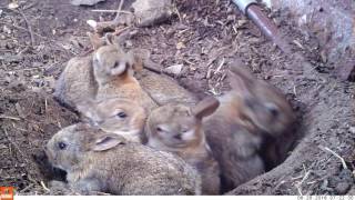 Young life  Baby rabbits and their mom Bushnell Nature View [upl. by Hsilgne]