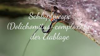 Schlupfwespe Dolichomituscomplex bei der Eiablage [upl. by Ewell]