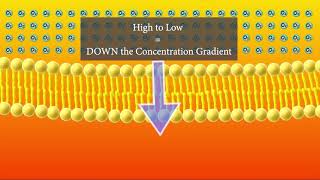 Diffusion Animation Short and Sweet version [upl. by Georgiana]