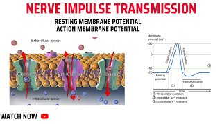 Nerve Impulse TransmissionResting Membrane PotentialAction Membrane Potential [upl. by Arabrab708]