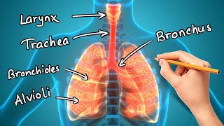 Structure and Function of LUNGS [upl. by Anaid373]