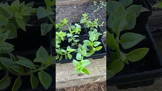 Ice Plant So easy to propagate Make your own plants people iceplant propogation [upl. by Iams]