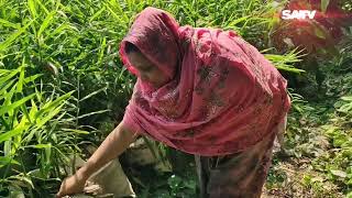 বস্তায় আদা চাষে সফল কৃষানি পপি বেগম  Ginger Cultivation Bags  Chapainawabganj  SATV [upl. by Secnarf]