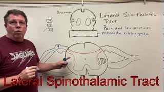 Lateral Spinothalamic Tract [upl. by Aurthur]