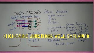 CELL JUNCTIONS PART2 DESMOSOMES amp ZONULA ADHERENS [upl. by Marylin366]