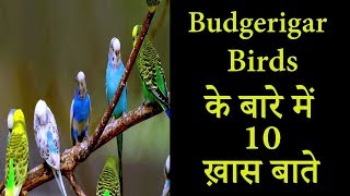 Budgerigar Birds के बारे में 10 रोचक बाते  Budgerigar Birds Top 10 Facts [upl. by Atiuqcaj]