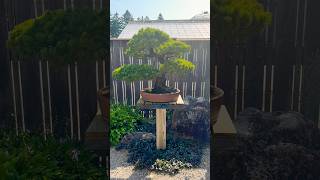 Japanese White Pine Bonsai bonsai bonsaitree gardening garden [upl. by Assyli]