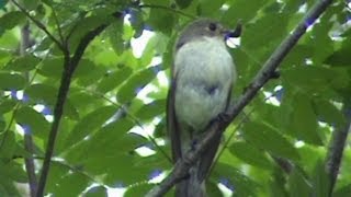 Pied Flycatcher pair Spotted Flycatcher adult and juveniles [upl. by Homere]