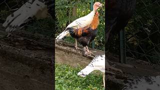 Tacchini gallo 🐓 turkey gallo woods [upl. by Kailey]