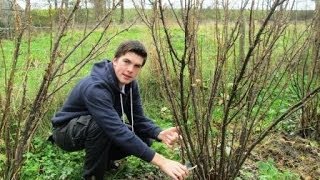 How to Prune Blackcurrant Bushes [upl. by Joris]